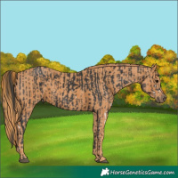 Horse Color:Black Sabino Brindle