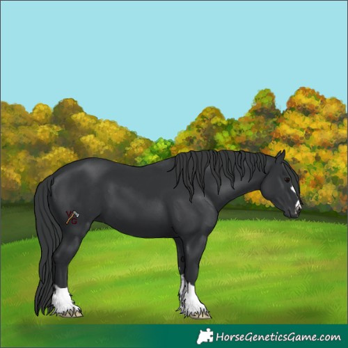 Horse Color:Unknown 