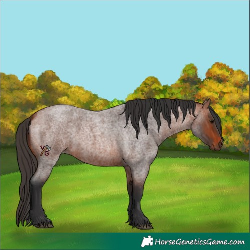 Horse Color:Unknown 