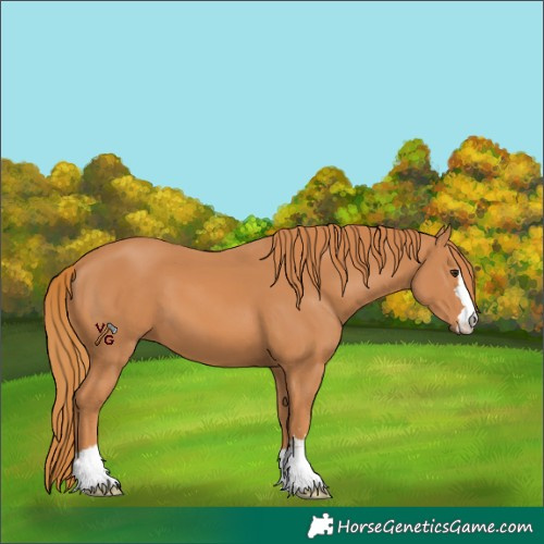 Horse Color:Unknown 