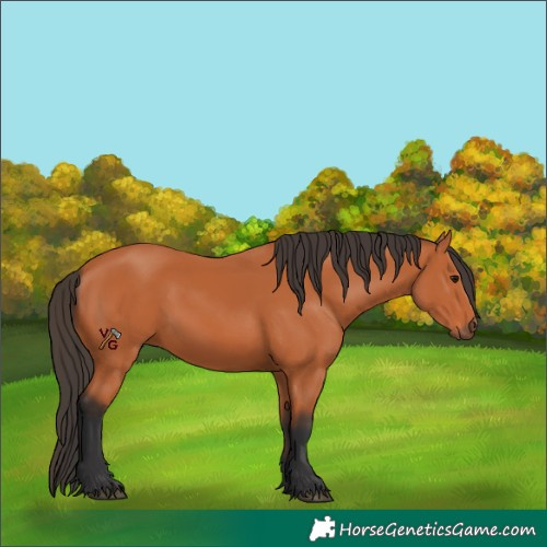 Horse Color:Unknown 