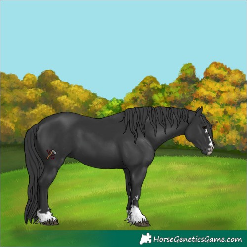 Horse Color:Unknown 