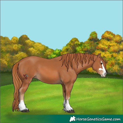 Horse Color:Unknown 