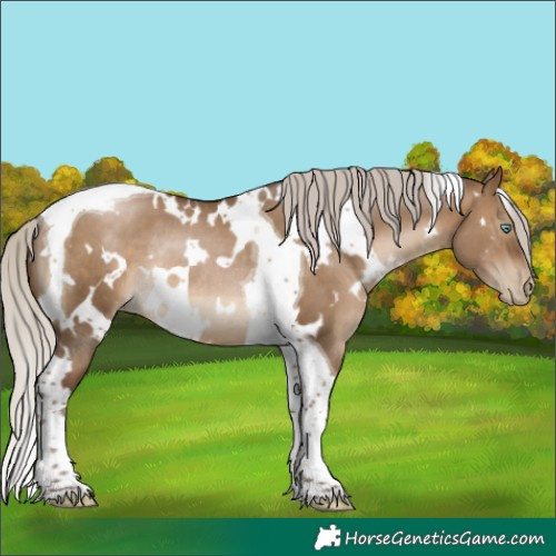 Horse Color:Gray White Spotted Silver Brown Pearl Dun Tobiano Rabicano 