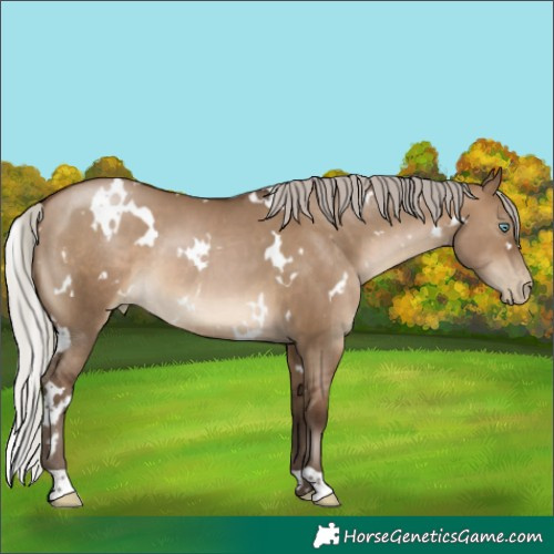 Horse Color:Gray White Spotted Silver Brown Pearl Dun