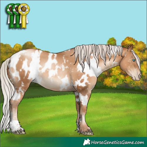 Horse Color:Gray White Spotted Silver Sable Champagne Pearl Appaloosa Rabicano 