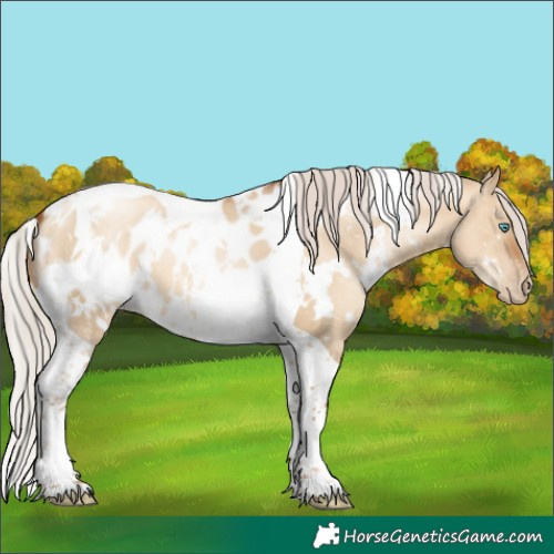 Horse Color:Gray White Spotted Silver Sable Champagne Pearl Dun Tobiano Appaloosa