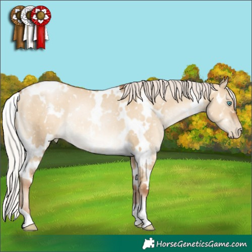 Horse Color:Gray White Spotted Silver Sable Champagne Pearl Dun Appaloosa Rabicano