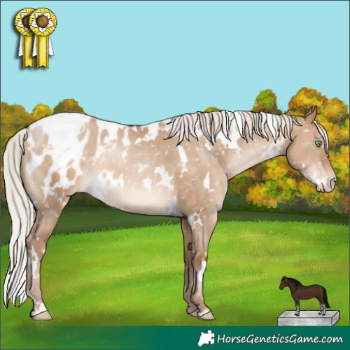 Horse Color:White Spotted Silver Brown Pearl Dun Appaloosa 