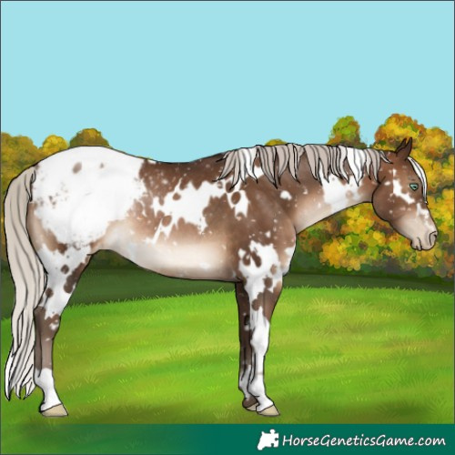 Horse Color:Gray White Spotted Silver Brown Pearl Appaloosa Rabicano 