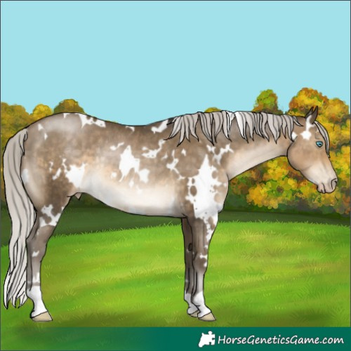 Horse Color:Gray White Spotted Silver Buckskin Pearl Rabicano 