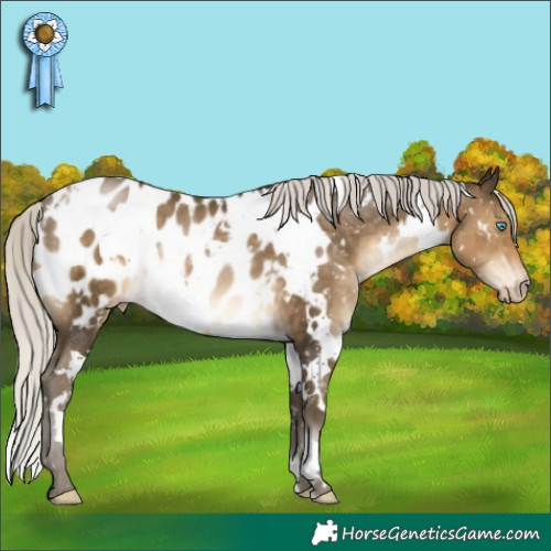 Horse Color:Gray White Spotted Silver Buckskin Pearl Appaloosa 