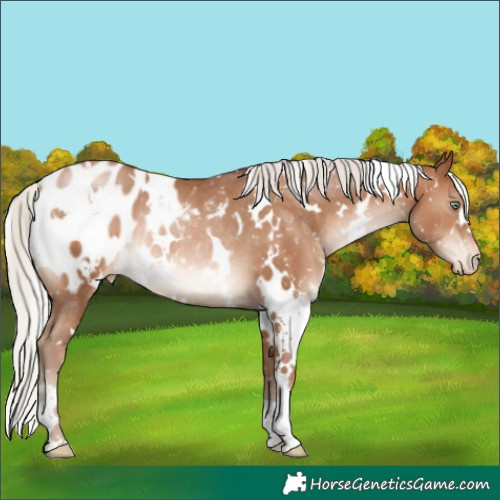 Horse Color:White Spotted Silver Brown Pearl Appaloosa Rabicano 