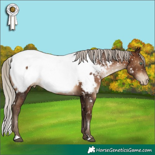 Horse Color:Gray White Spotted Silver Brown Pearl Appaloosa Rabicano 