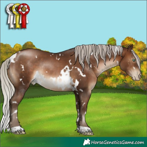 Horse Color:Gray White Spotted Silver Brown Pearl Rabicano