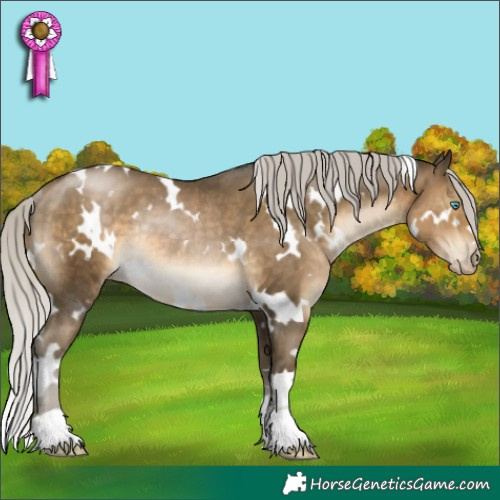 Horse Color:Gray White Spotted Silver Buckskin Pearl Rabicano 