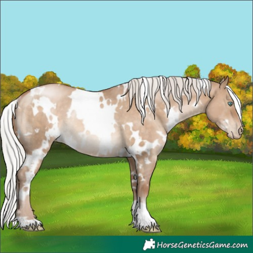 Horse Color:White Spotted Silver Brown Pearl Dun Rabicano