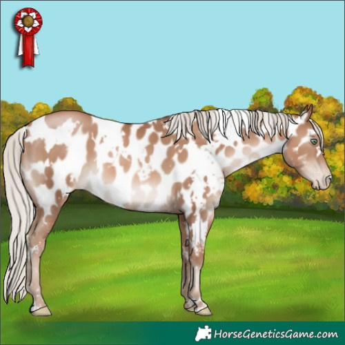 Horse Color:White Spotted Silver Black Pearl Appaloosa 