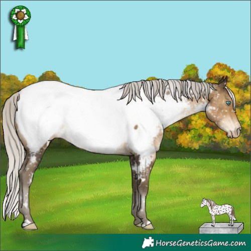 Horse Color:Gray White Spotted Silver Buckskin Pearl Appaloosa Rabicano 