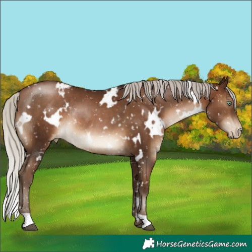 Horse Color:Gray White Spotted Silver Brown Pearl Appaloosa Rabicano 