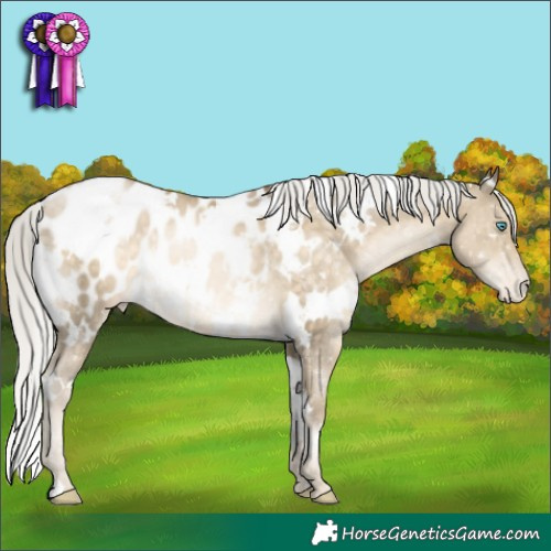 Horse Color:White Spotted Silver Buckskin Pearl Appaloosa