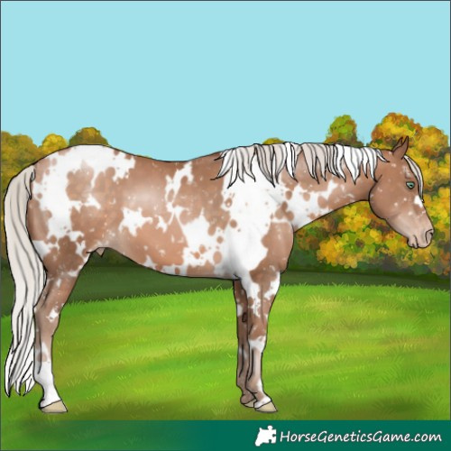 Horse Color:White Spotted Silver Brown Pearl Appaloosa 