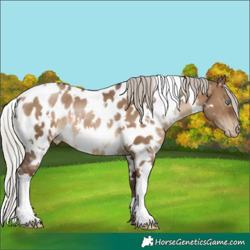 Horse Color:Gray White Spotted Silver Brown Pearl Dun Appaloosa 