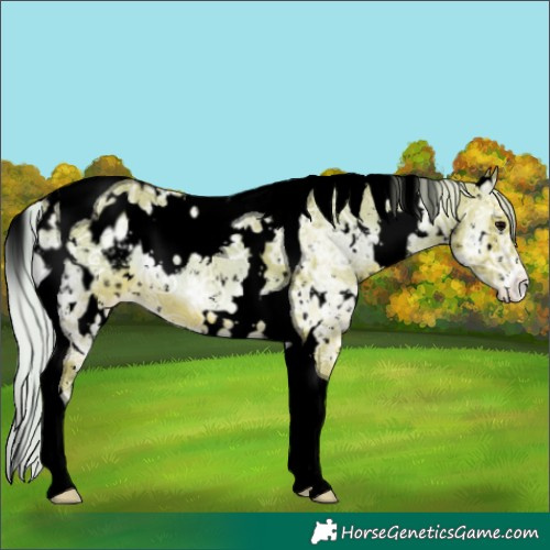 Horse Color:Void Watercolor White Spotted Silver Blue Onyx Ice Tobiano Appaloosa 
