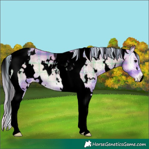 Horse Color:Void Watercolor Plaid  White Spotted Silver Blue Onyx Ice Tobiano Appaloosa 
