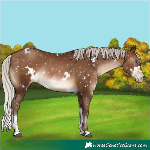Horse Color:Gray White Spotted Silver Brown Pearl Tobiano Appaloosa Rabicano 