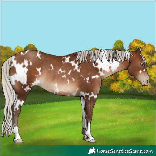 Horse Color:Gray White Spotted Silver Brown Pearl Rabicano 