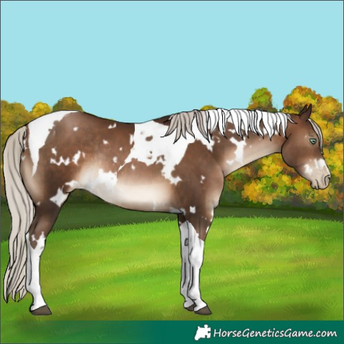 Horse Color:Gray White Spotted Silver Brown Pearl Tobiano Rabicano 