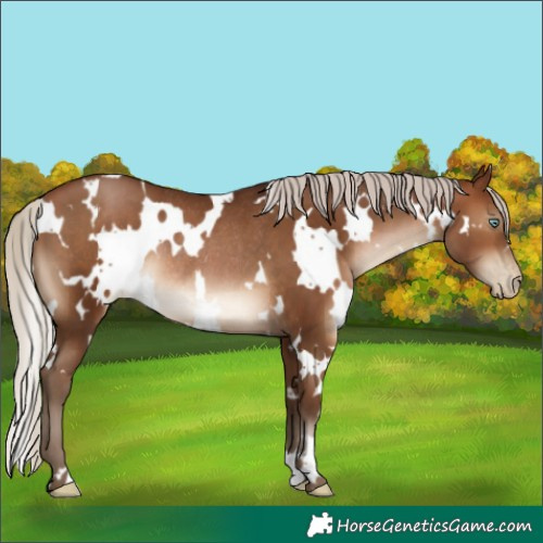 Horse Color:Gray White Spotted Silver Brown Pearl Rabicano 
