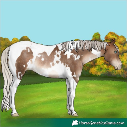Horse Color:Gray White Spotted Silver Brown Pearl Tobiano Appaloosa Rabicano 