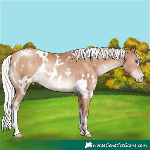 Horse Color:White Spotted Silver Brown Pearl Rabicano 