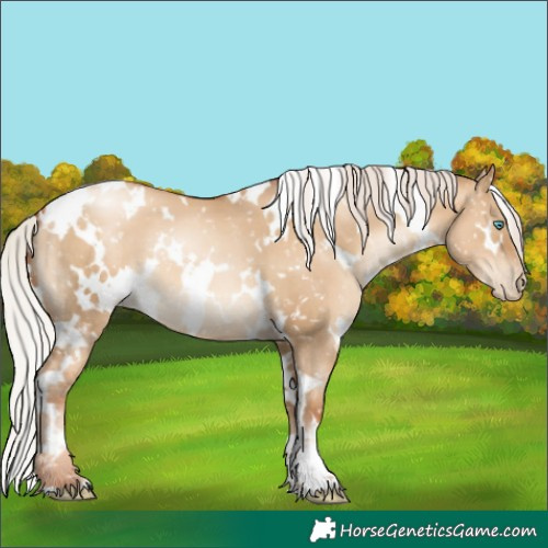 Horse Color:Gray White Spotted Silver Sable Champagne Pearl Dun Appaloosa 
