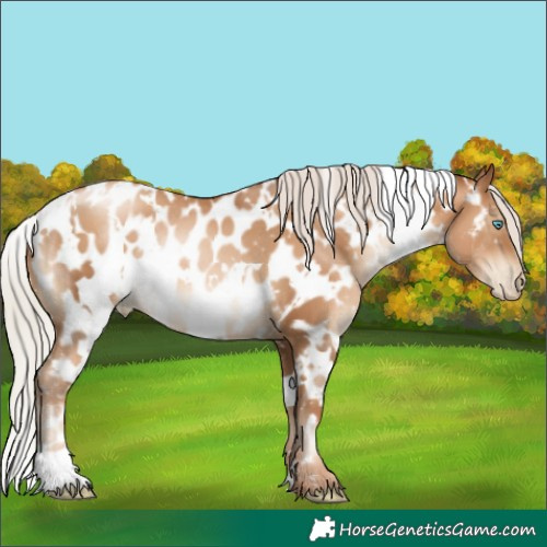 Horse Color:Gray White Spotted Silver Sable Champagne Pearl Appaloosa Rabicano 