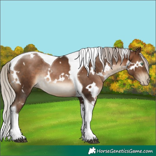 Horse Color:Gray White Spotted Silver Brown Pearl Tobiano Rabicano 