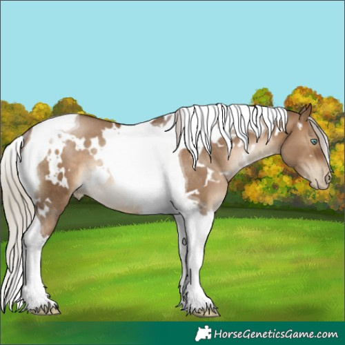 Horse Color:Gray White Spotted Silver Brown Pearl Dun Tobiano Rabicano 