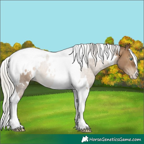 Horse Color:Gray White Spotted Silver Brown Pearl Dun Tobiano