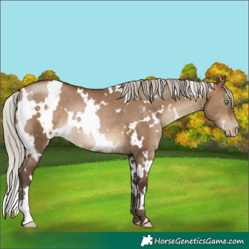 Horse Color:Gray White Spotted Silver Brown Pearl Dun