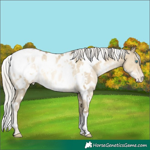 Horse Color:White Spotted Silver Buckskin Pearl Dun Appaloosa Rabicano 