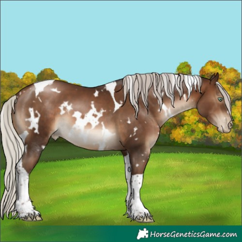 Horse Color:Gray White Spotted Silver Brown Pearl Tobiano 