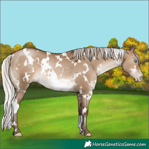 Horse Color:Gray White Spotted Silver Brown Pearl Dun 