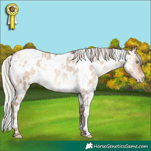 Horse Color:White Spotted Silver Brown Pearl Dun Appaloosa 