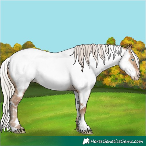 Horse Color:White Spotted Silver Brown Pearl Dun Appaloosa Rabicano 