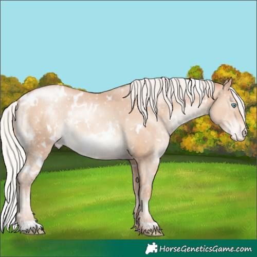 Horse Color:White Spotted Silver Sable Champagne Pearl Appaloosa Rabicano 