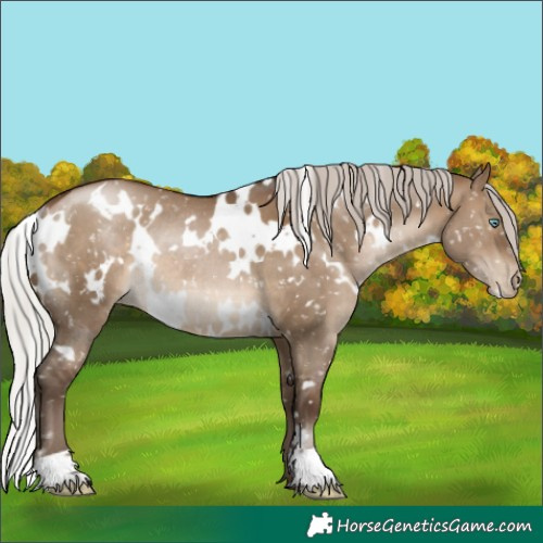 Horse Color:Gray White Spotted Silver Brown Pearl Dun Appaloosa Rabicano 