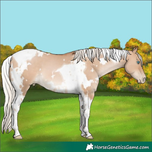 Horse Color:White Spotted Silver Brown Pearl Dun Tobiano 