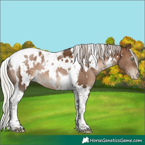 Horse Color:Gray White Spotted Silver Brown Pearl Tobiano Appaloosa 
